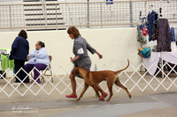 Rhodesian Ridgeback Sat Ring LR Midland Feb 2013