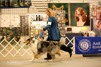 Rough Collie Sat Ring LR Midland Feb 2013