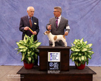 Russell Terrier #6 Pamela Bailey Judge R Hartinger  LR Midland Feb 2013