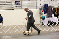 Russell Terrier Sat Ring LR Midland Feb 2013