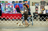 Russell Terrier Sun Ring LR Midland Feb 2013