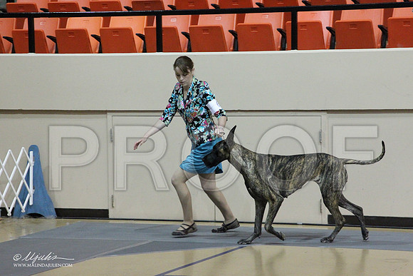 GreatDane-0465LR