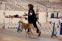 Saluki B Match Ring Fri LR Midland Feb 2013