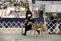 Saluki Sat Ring  LR Midland Feb 2013