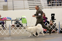 Samoyed Sat Ring LR Midland Feb 2013