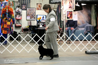 Schipperke Sat Ring LR Midland Feb 2013