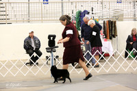 Schipperke Sun Ring LR Midland Feb 2013