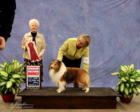 Shetland Sheepdog #8 Sun Group 2 Dina Planche Agent Lois DeMers Judge P HartingerLR Midland Feb 2013