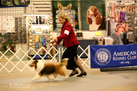 Shetland Sheepdog Sat Ring LR Midland Feb 2013