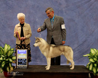 Siberian Husky #10 Sun Best of Breed Philip Suckling Judge P Hartinger LR Midland Feb 2013