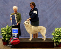 Siberian Husky #12 Sat Group 1 Angie Halpain & Theresa Galle Judge P Hartinger LR Midland Feb 2013
