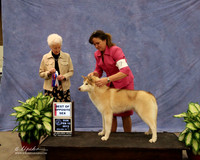 Siberian Husky #7 Sun Best of Opposite Sex Kathy Hoover Judge P Hartinger LR Midland Feb 2013