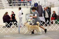 Siberian Husky Sat Ring LR Midland Feb 2013