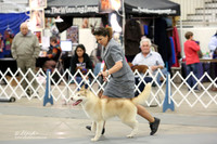 Siberian Husky Sat Ring-2 LR Midland Feb 2013