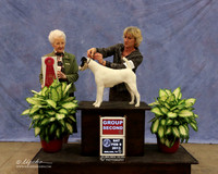 Smooth Fox Terrier #8 Sat Group 2 Linda & Schuler Nelson Judge P Hartinger LR Midland Feb 2013