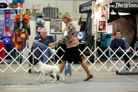 Smooth Fox Terrier Sun Ring LR Midland Feb 2013