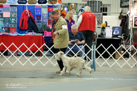 Soft Coated Wheaten Terrier Sun Ring LR Midland Feb 2013