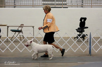 Terrier Group Bred-By Sat Ring LR Midland Feb 2013