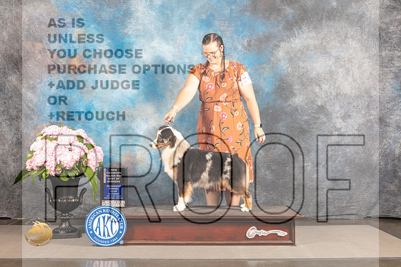 Australian Shepherd #40 SAT BOW WB NCH Major Judge Carrie Chase_MJ_6514_Houston_2022_HR3