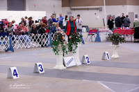 Terrier Group Sat LR Midland Feb 2013