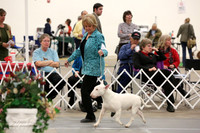 Terrier Group Sun Ring LR Midland Feb 2013