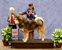 Tibetan Mastiff #5 Sat Group 2 Brenda Lott Agent Holly Leftwich Judge P Hartinger  LR Midland Feb 2013
