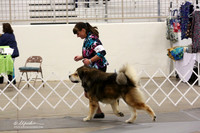 Tibetan Mastiffs Sat Ring  LR Midland Feb 2013