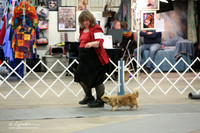 Tibetan Spaniel Sat Ring LR Midland Feb 2013