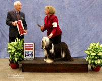 Tibetan Terrier #5 Sat Group 2 Kimberly Bolak & Christina Rose & Dina Planche Agent Lois DeMers Judge R Hartinger  LR Midland Feb 2013