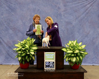 Toy Fox Terrier #6 Sat Bred By Exhibitor Group 3 Felicity Trammell Judge L Telfair LR Midland Feb 2013
