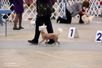 Toy Group Bred-By Sat Ring LR Midland Feb 2013
