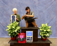 Welsh Terrier #6 Sat Group 1 Norman & Patricia Clark Judge P Hartinger LR Midland Feb 2013