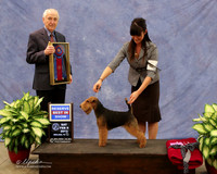 Welsh Terrier #6 Sat Reserve Best in Show Norman Clark Judge R Hartinger LR Midland Feb 2013
