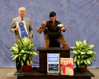 Welsh Terrier #6 Sun Group 1 Norman Clark  Judge R Hartinger  LR Midland Feb 2013