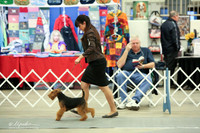Welsh Terrier Sun Ring LR Midland Feb 2013