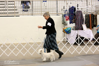 West Highland White Terrier Sat Ring LR Midland Feb 2013
