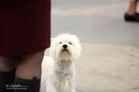 West Highland White Terrier Sun Ring LR Midland Feb 2013