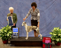 Whippet #8 Sat Group 1 K Kuper & N Barthelette & A Alvarez & K Mlynar Judge P Hartinger LR Midland Feb 2013