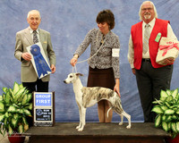 Whippet #8 Sun Group 1 K Kuper Judge R Hartinger LR Midland Feb 2013