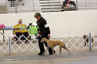 Whippet Sat Ring LR Midland Feb 2013
