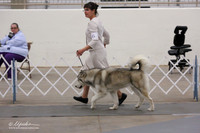 Working Group Bred-By Sat Ring LR Midland Feb 2013