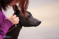 Xoloitzcuintli B Match Ring Fri LR Midland Feb 2013