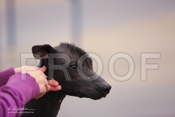 Xolo-2374-LR