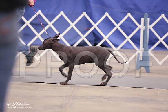 Xolo-2387-LR