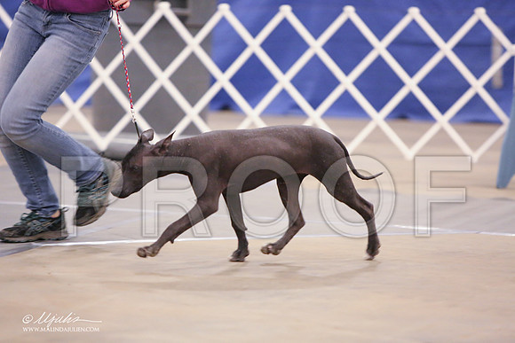Xolo-2389-LR
