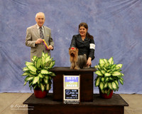 Yorkshire Terrier #8 Sun BOB  Annjo Lemmons Judge R Hartinger LR Midland Feb 2013