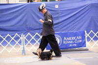 Yorkshire Terrier B Match Ring Fri LR Midland Feb 2013