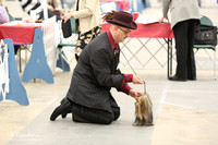 Yorkshire Terrier Sun Ring LR Midland Feb 2013