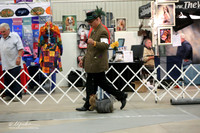 Yorkshire Terrier Terrier Sat Ring LR Midland Feb 2013