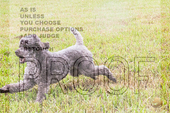 Poodle Std Misty Sat 2_JJL_1044_BatesvilleMS_2024_HR3